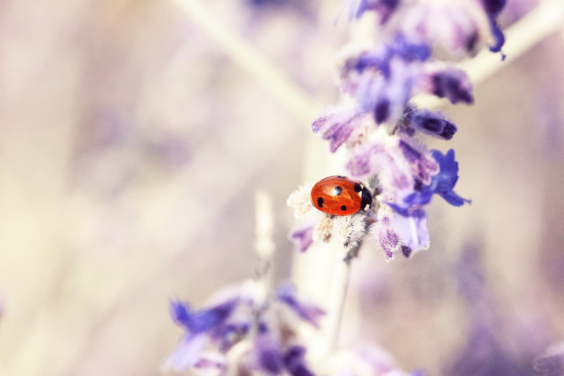 ladybug-676448_1920